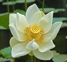 AA Michael ~ You Are Much More Integrated With Your Wholeness Lotus2