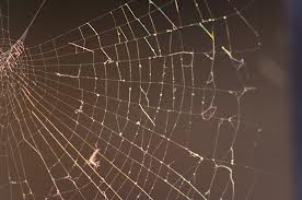tattered web
